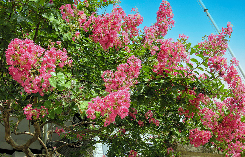 百日紅の花